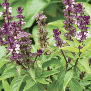 Purple basil flowers blooming on green stems with leafy background.